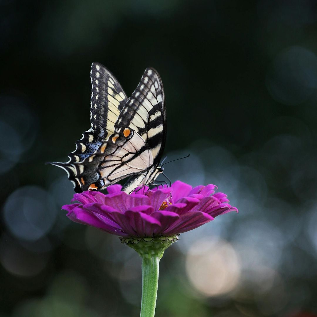 Who Are Beneficial Insects?