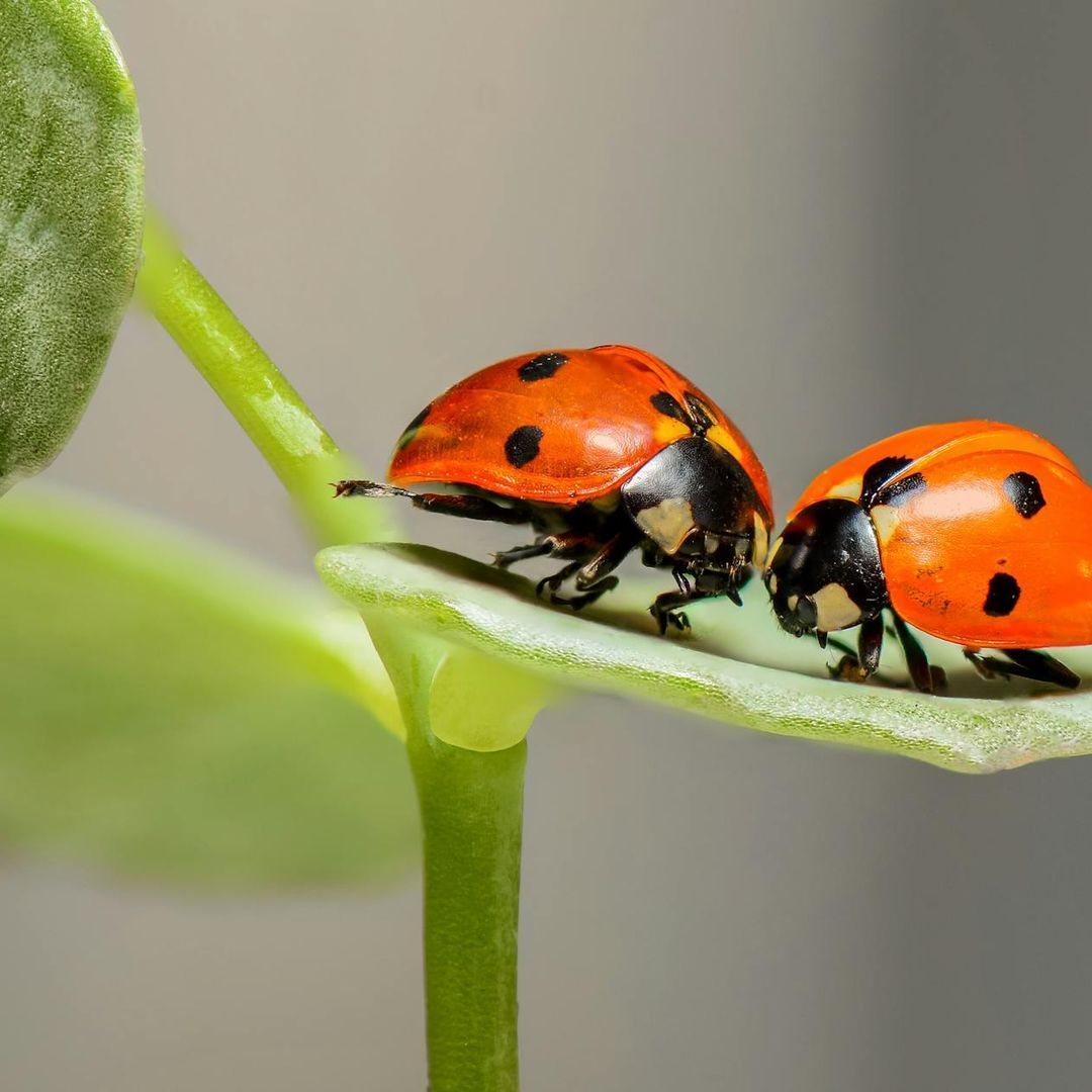 Attracting Beneficial Insects: The Art of Cultivating a Balanced Ecosystem