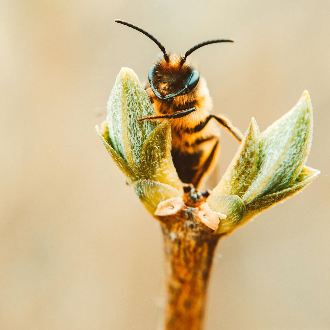 Planting Flowers Rich in Nectar and Pollen