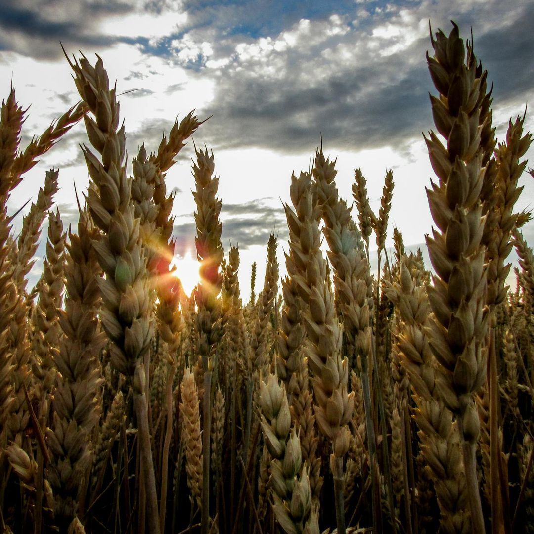 Un patrimonio agricolo inalterato