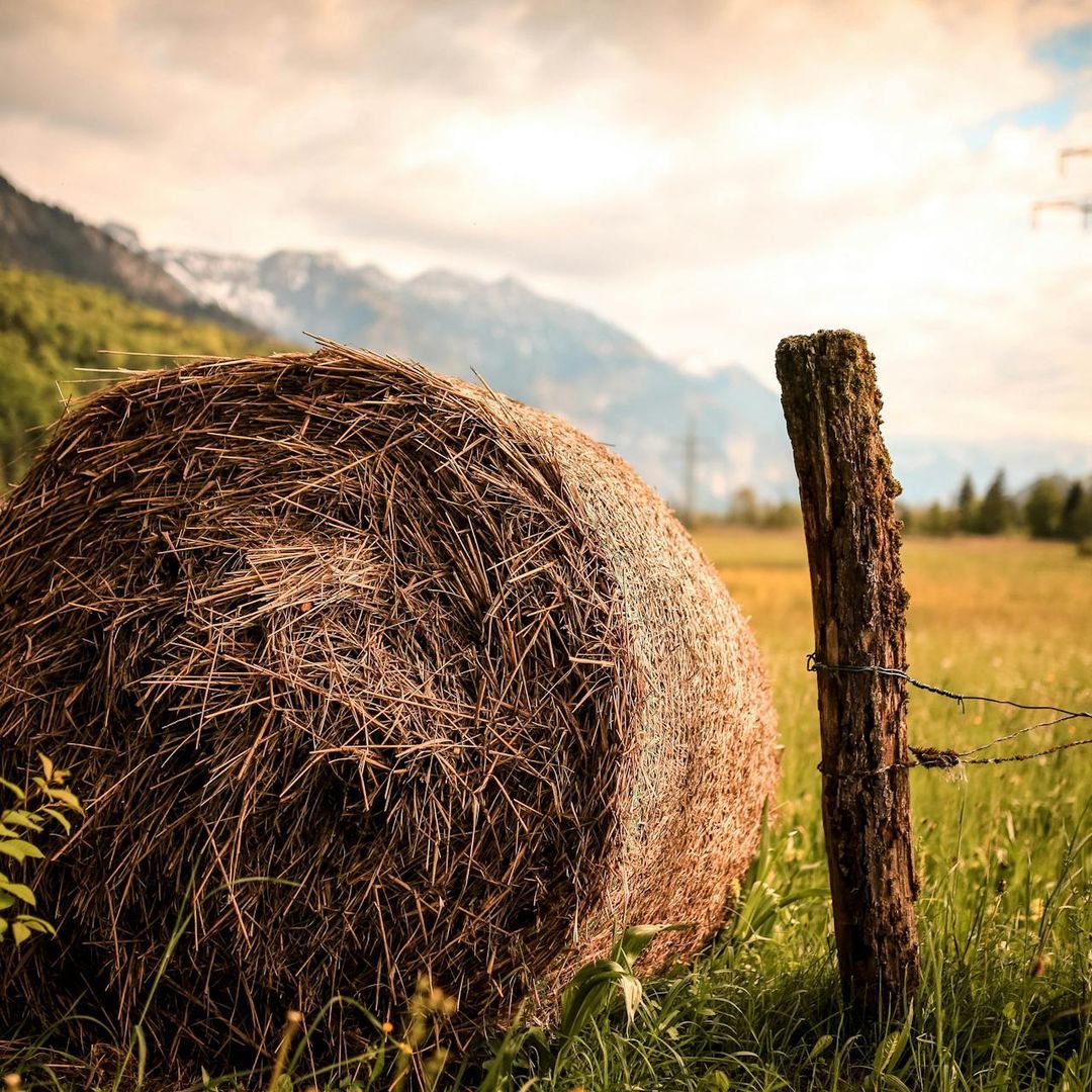 Sustainable agriculture: the future of global food production