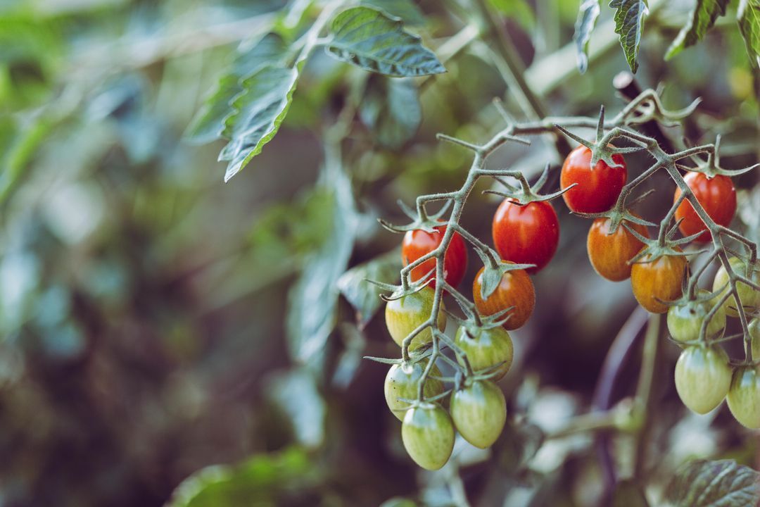 ⚔️ Natural defenses against disease