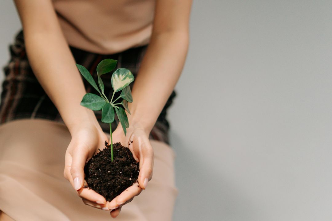🥗 How to Grow Sprouts at Home: Simple and Satisfying