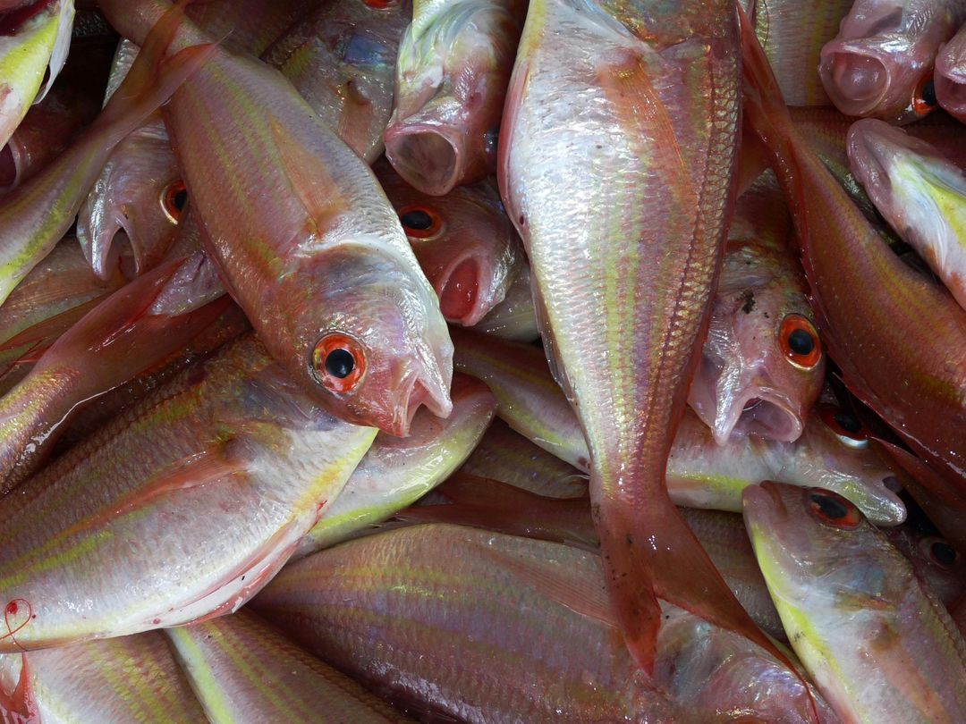 I segnali da osservare: come si riconosce un pesce fresco
