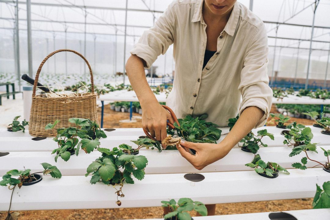 Vertical Farming: Agriculture that Looks Upward