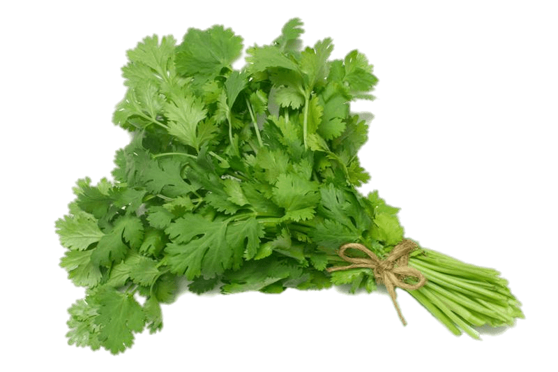 Coriandre
