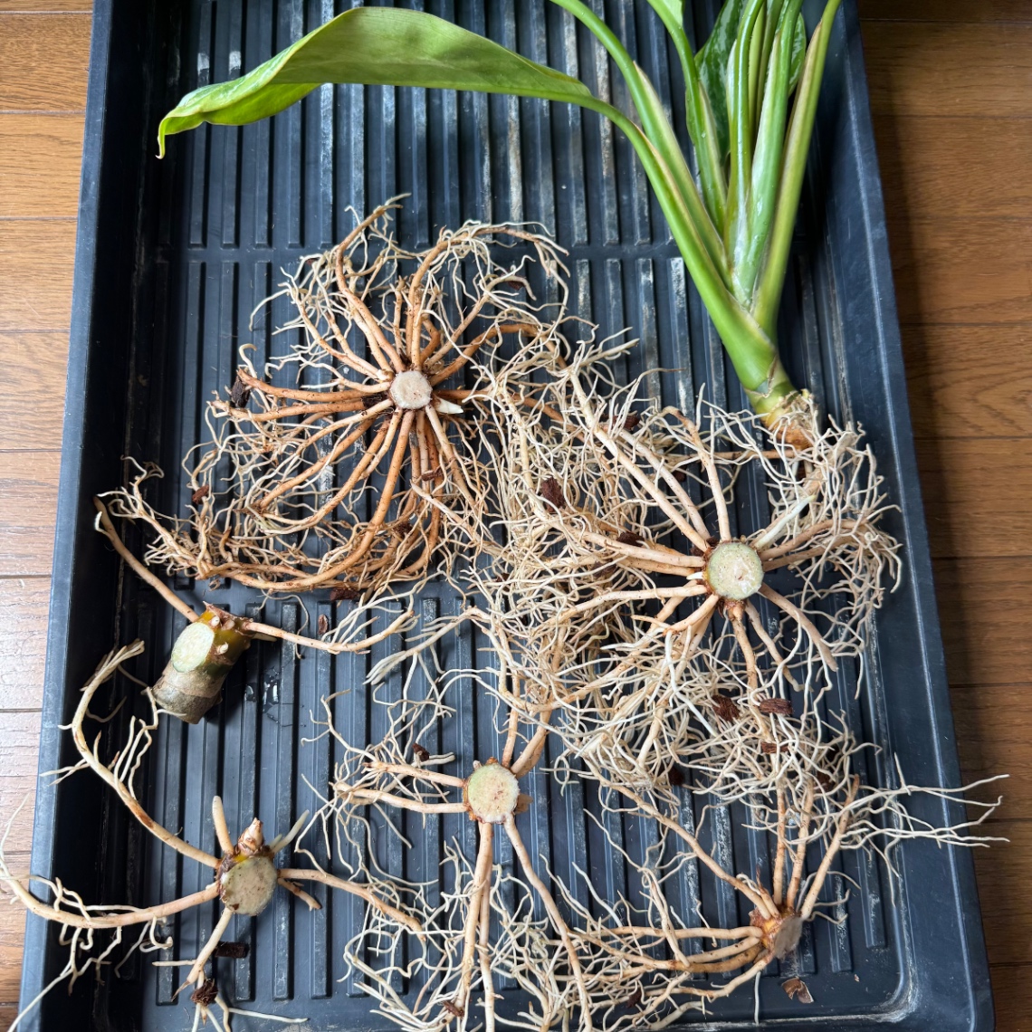 芋切り の画像