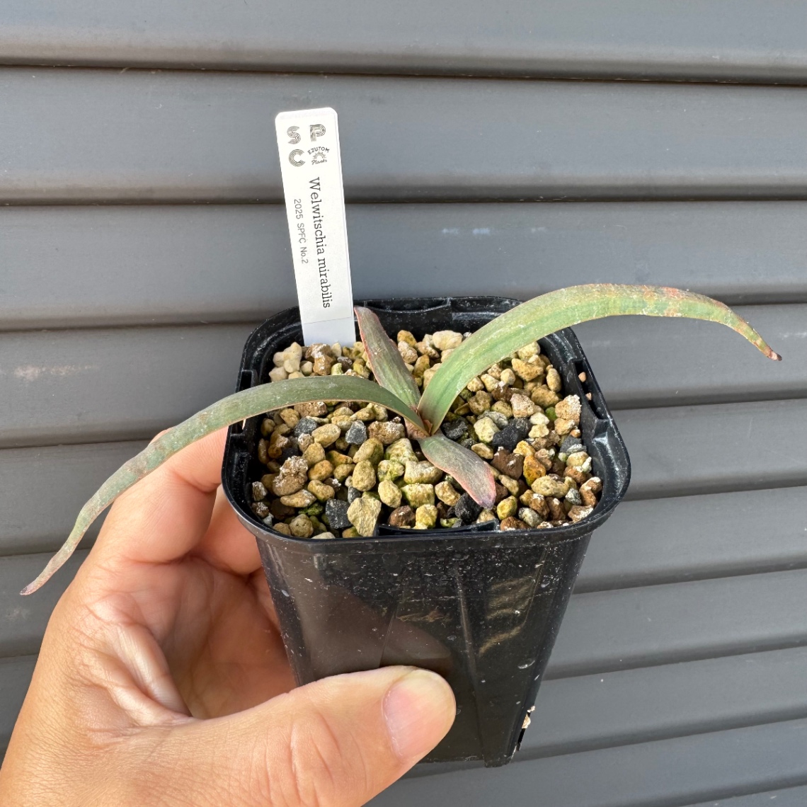 2025/11/23 ボタの市販売株 の画像