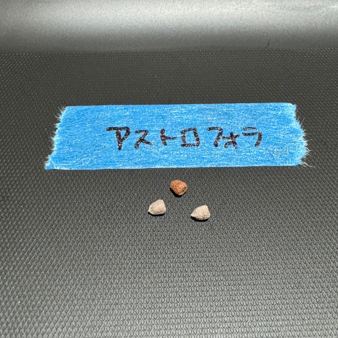 ユーフォルビア アストロフォラ の画像