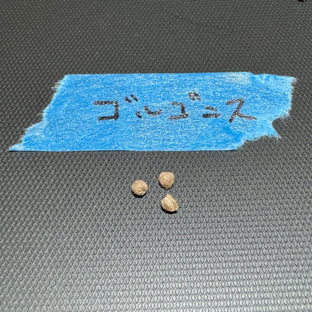 ユーフォルビア ゴルゴニス の画像