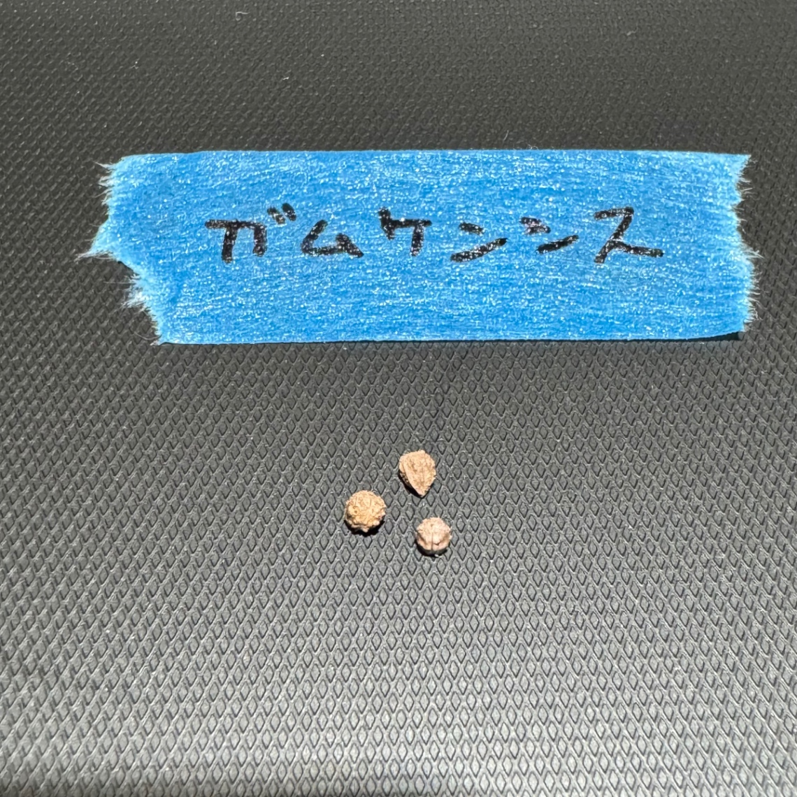 ユーフォルビア ガムケンシス の画像