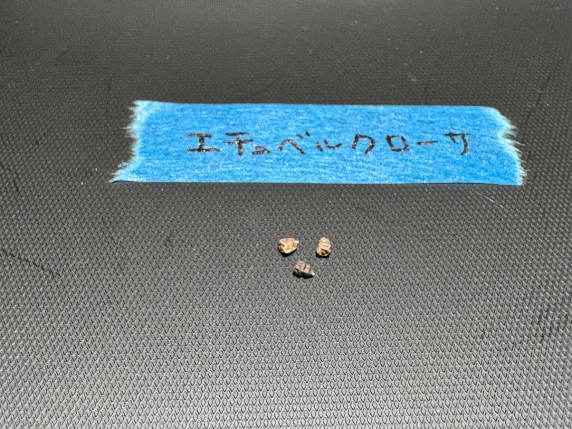 ユーフォルビア エチュベルクローサ の画像