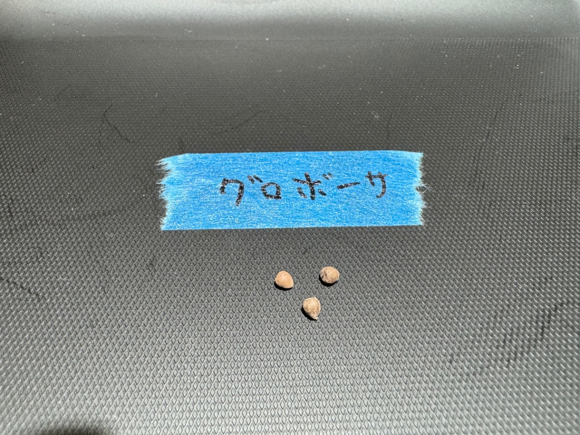 ユーフォルビア グロボーサ の画像