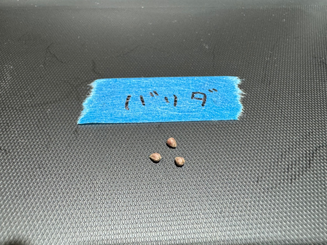 ユーフォルビア バリダ の画像