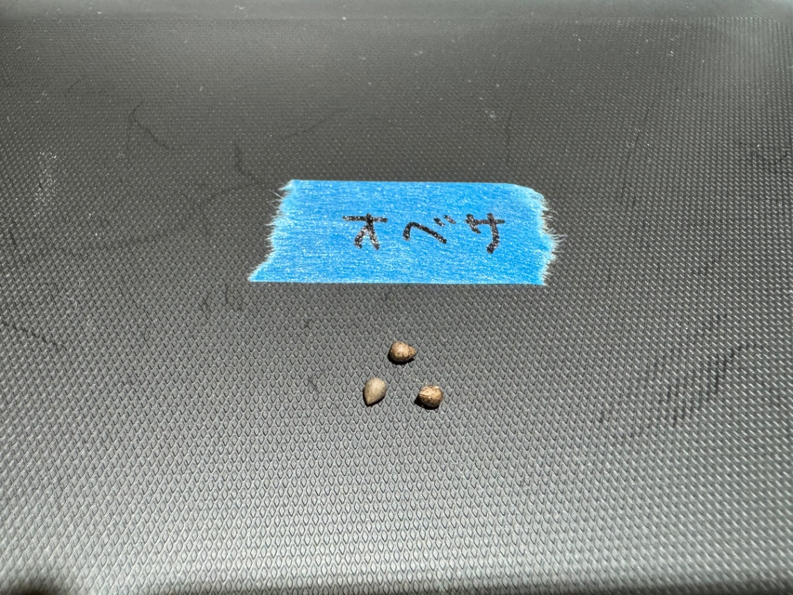 ユーフォルビア オベサ の画像