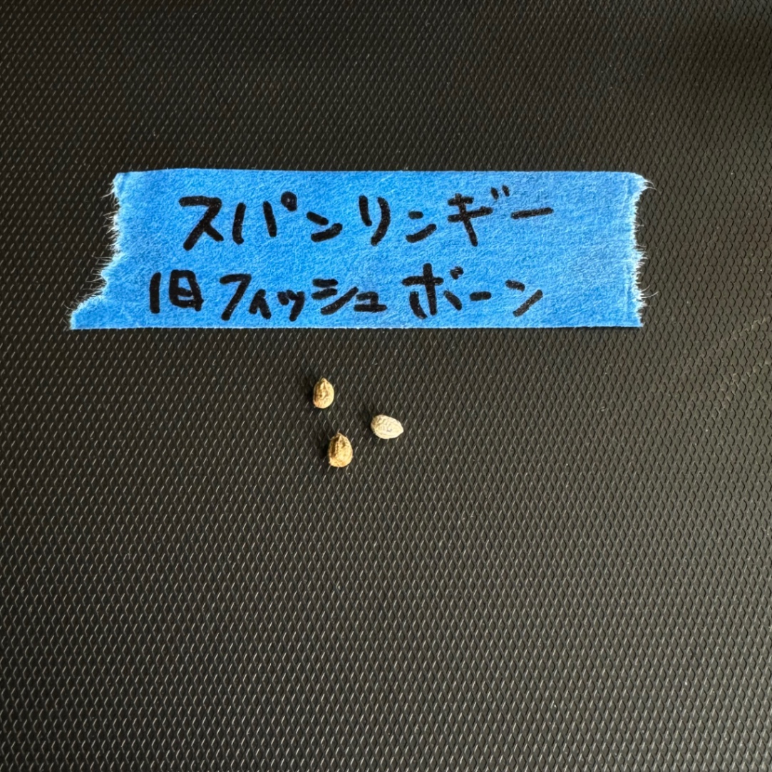 ユーフォルビア スパンリンギー の画像