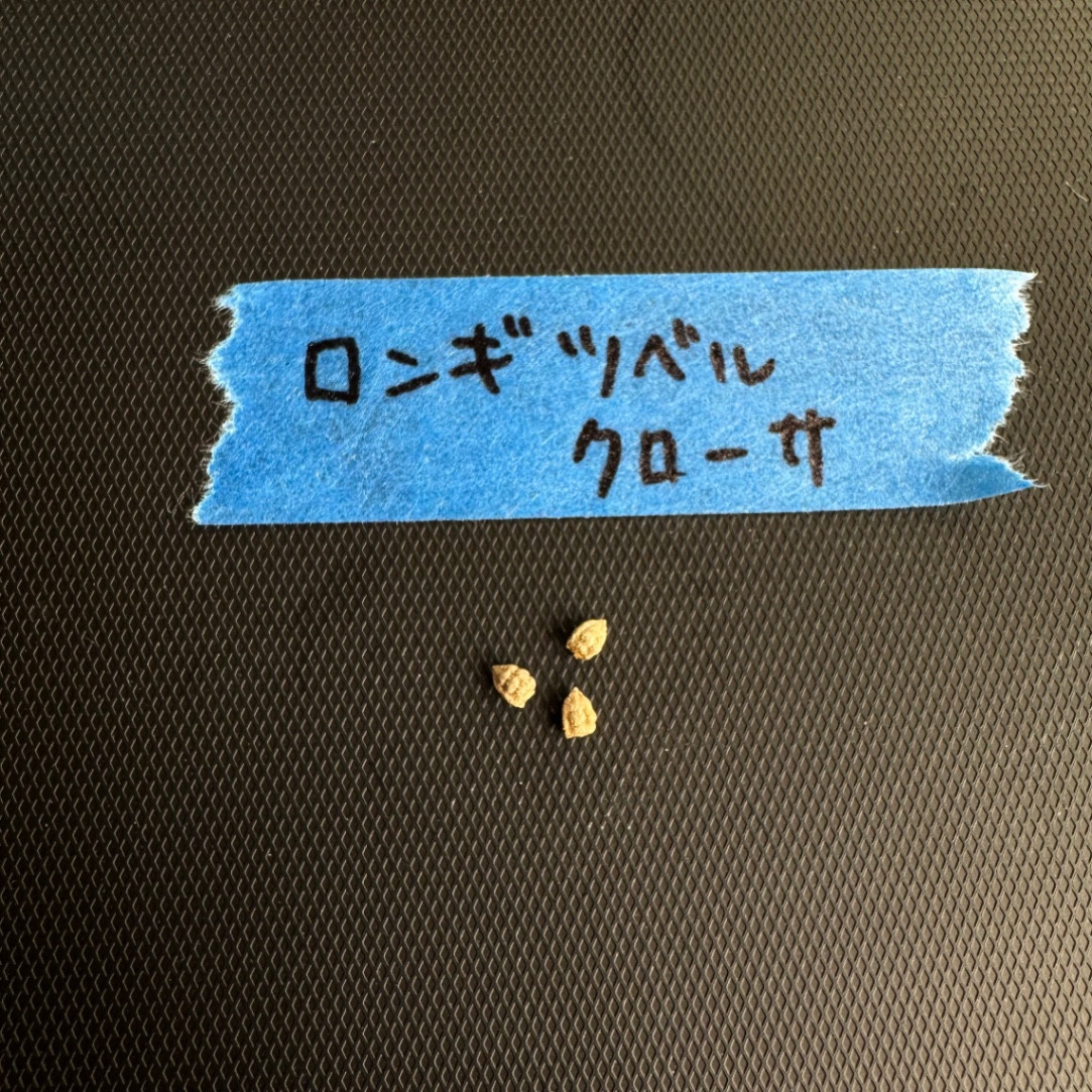 ユーフォルビア ロンギツベルクローサ の画像