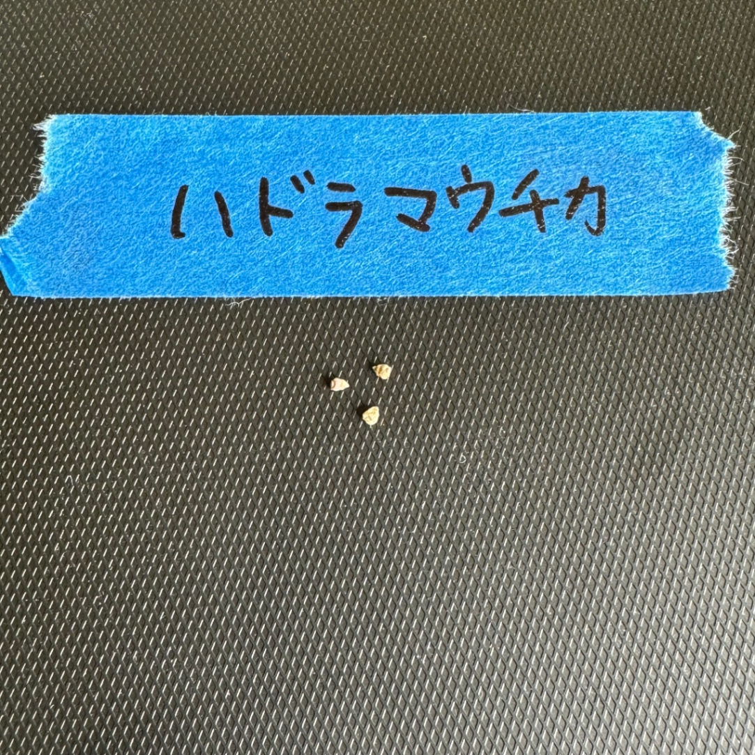 ユーフォルビア ハドラマウチカ の画像