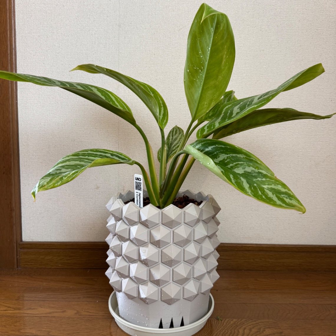 2026植替え の画像