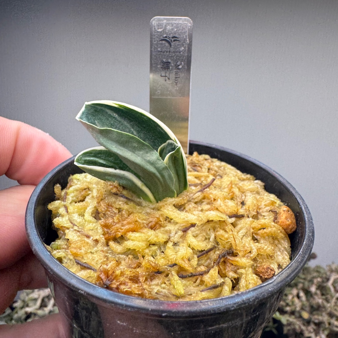 憧れの舞子 の画像