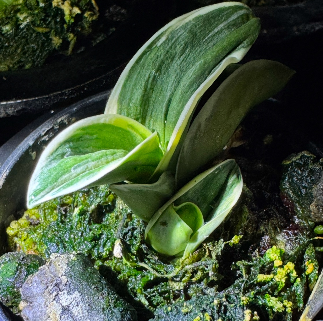 割子が！ の画像