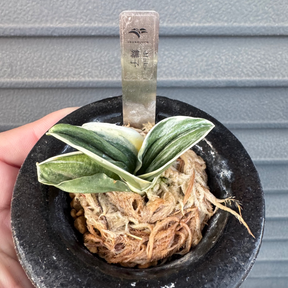 来シーズンこそは！ の画像