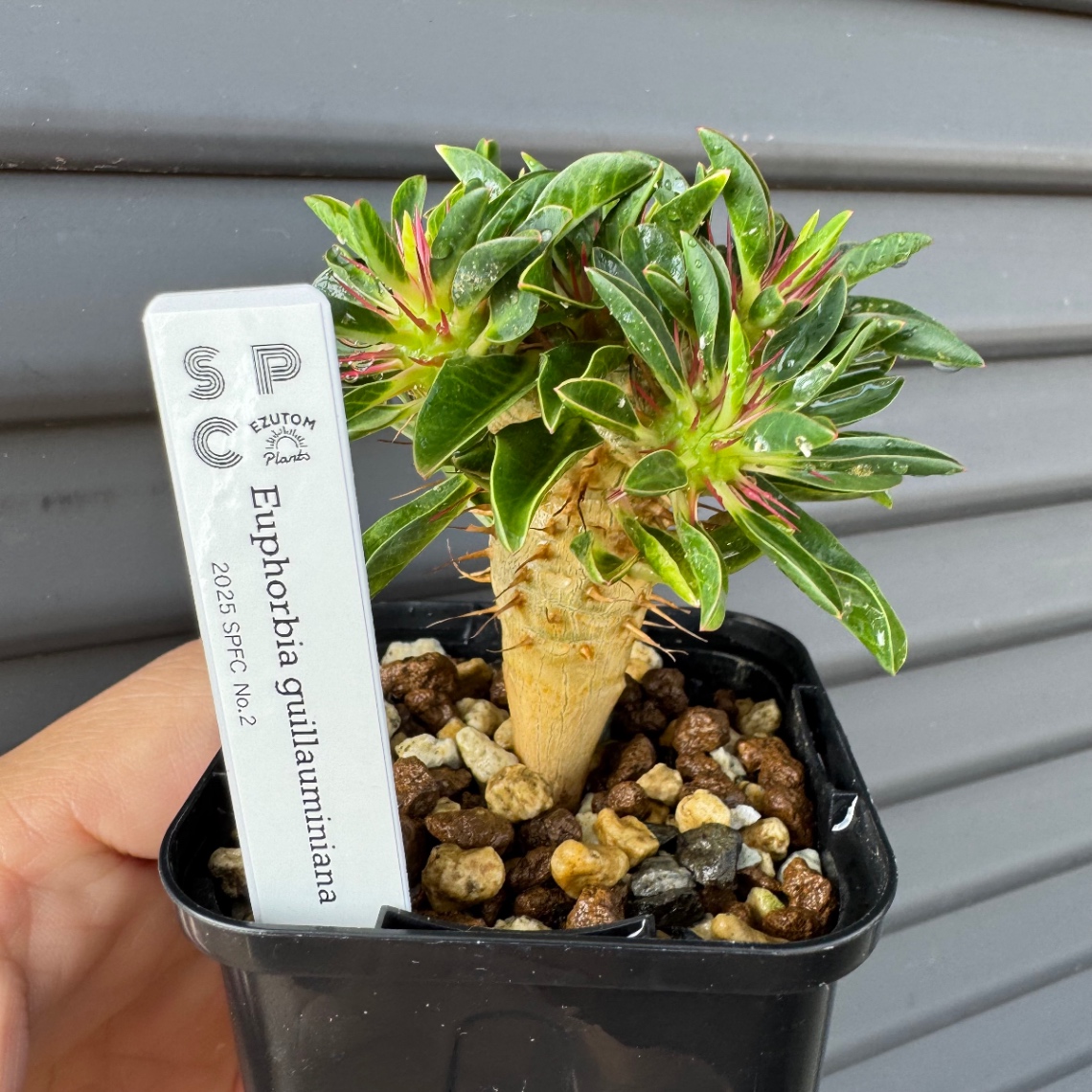 2025/11/23ボタの市販売株 の画像