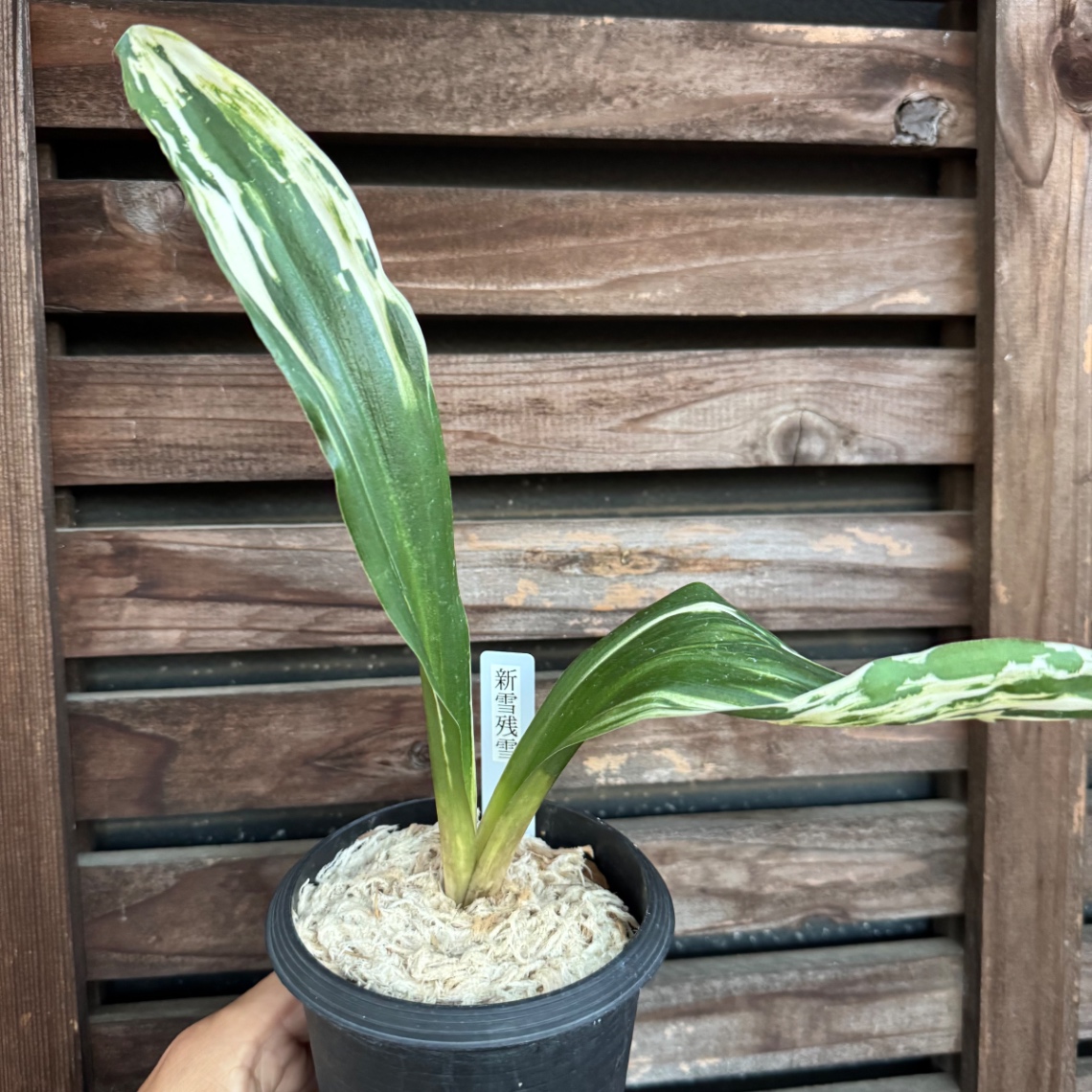 新雪残雪リベンジスタート！ の画像