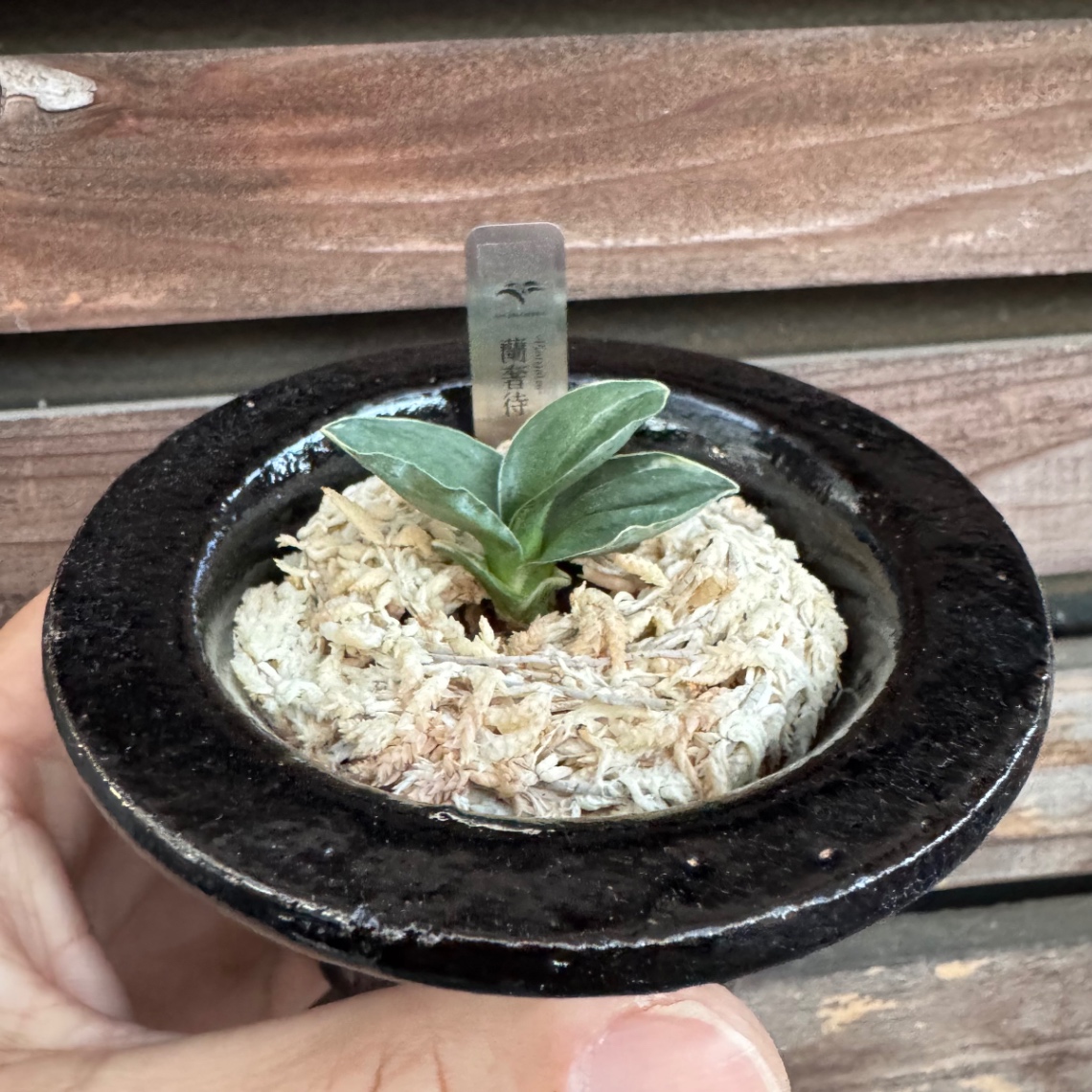 蘭奢待デビュー の画像