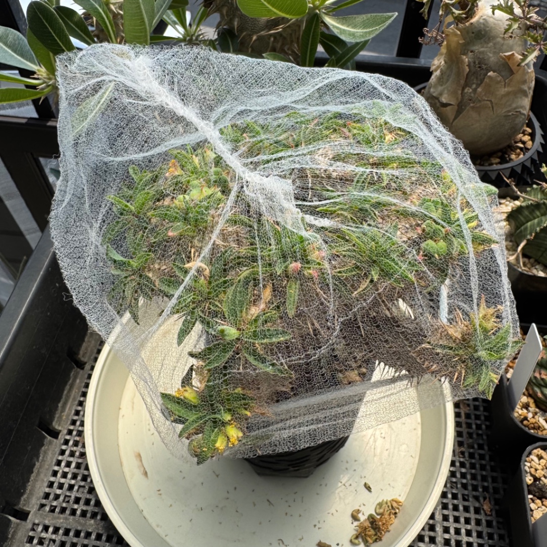 自家採取への道！ の画像