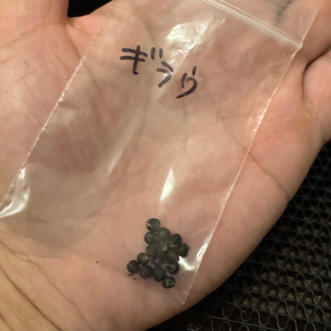 念願の自家採取種子！ の画像