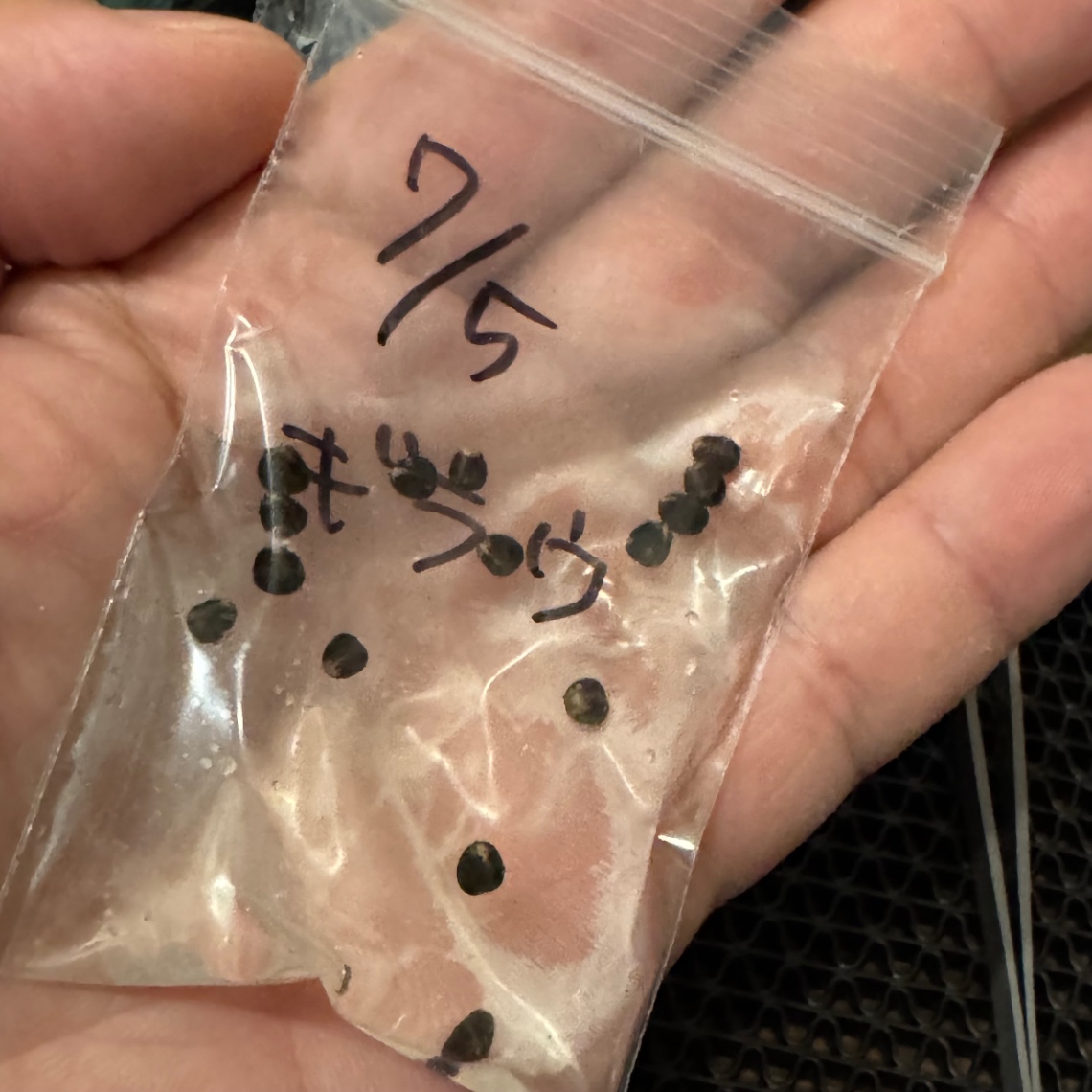 播種準備 の画像