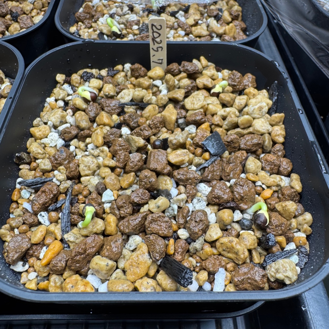 発芽を確認 の画像