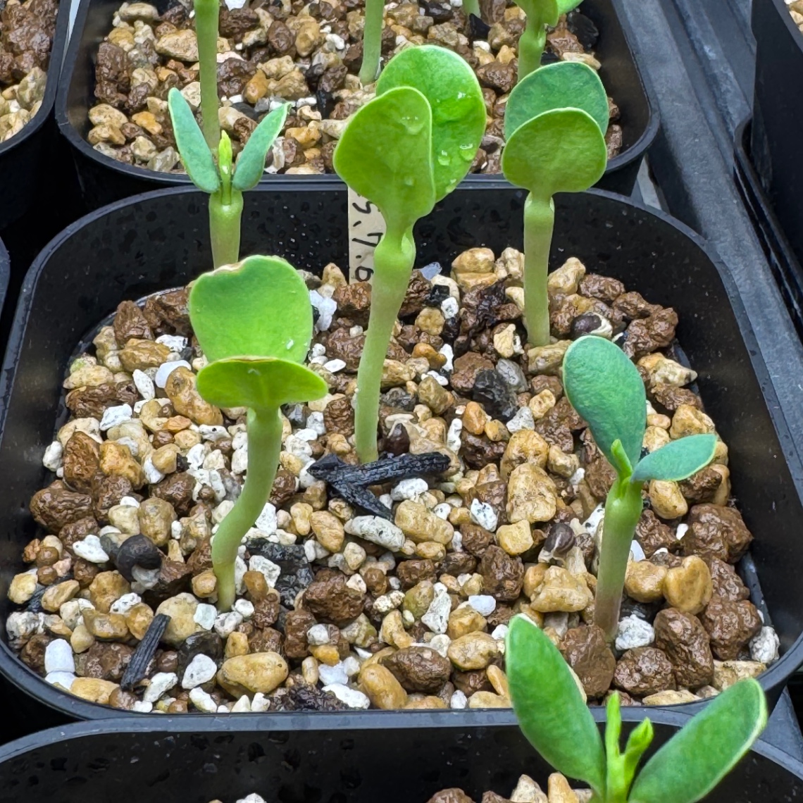 立ち上がり！ の画像