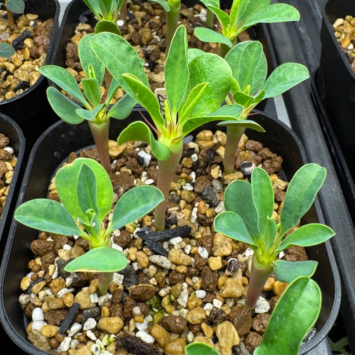 本葉展開 の画像