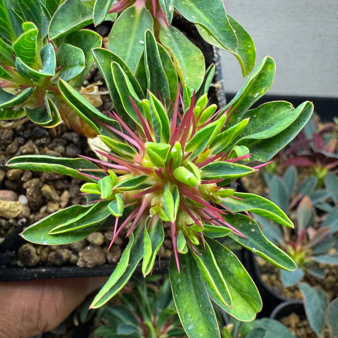 分岐の始まり の画像