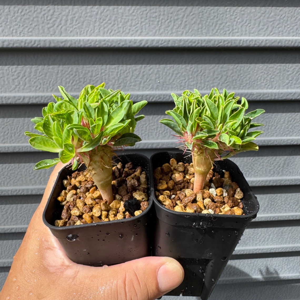 植え替え の画像