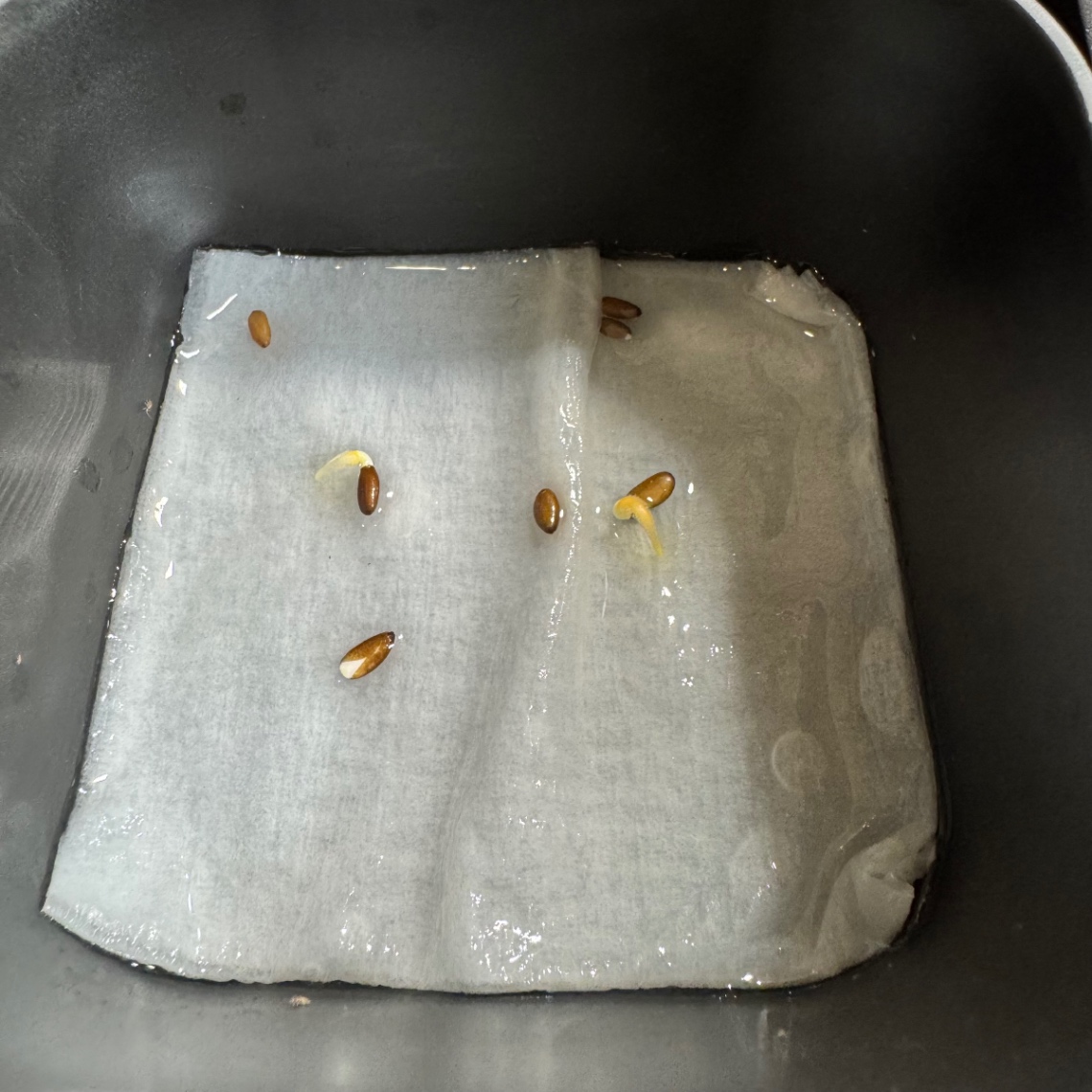 発芽確認 の画像