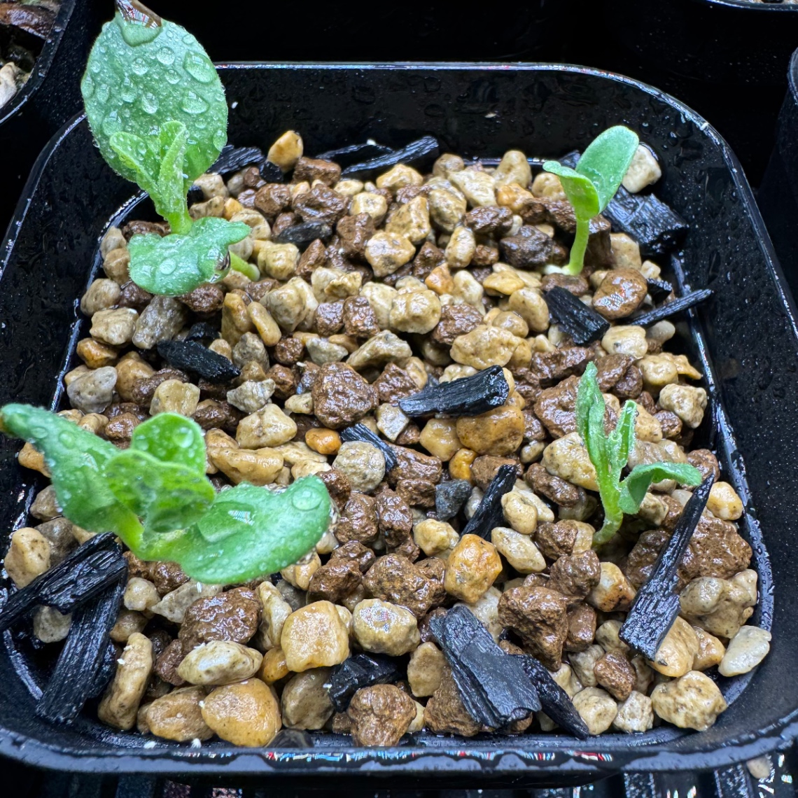 すくすくと！ の画像