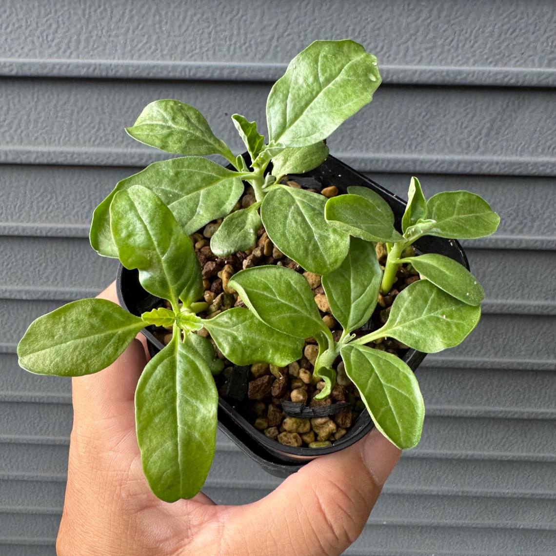 すくすくと！！ の画像