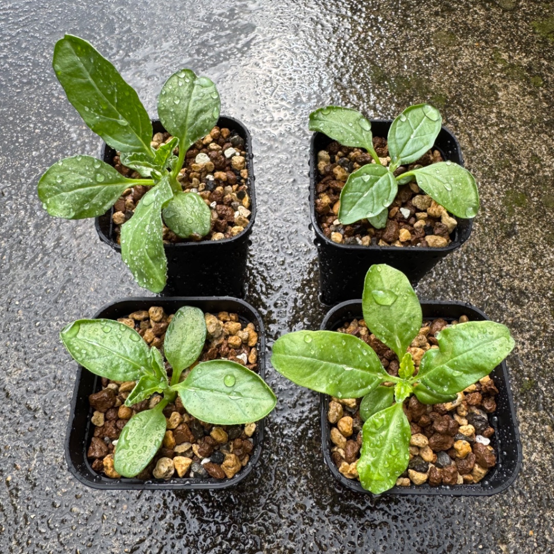 個別に植え替え の画像