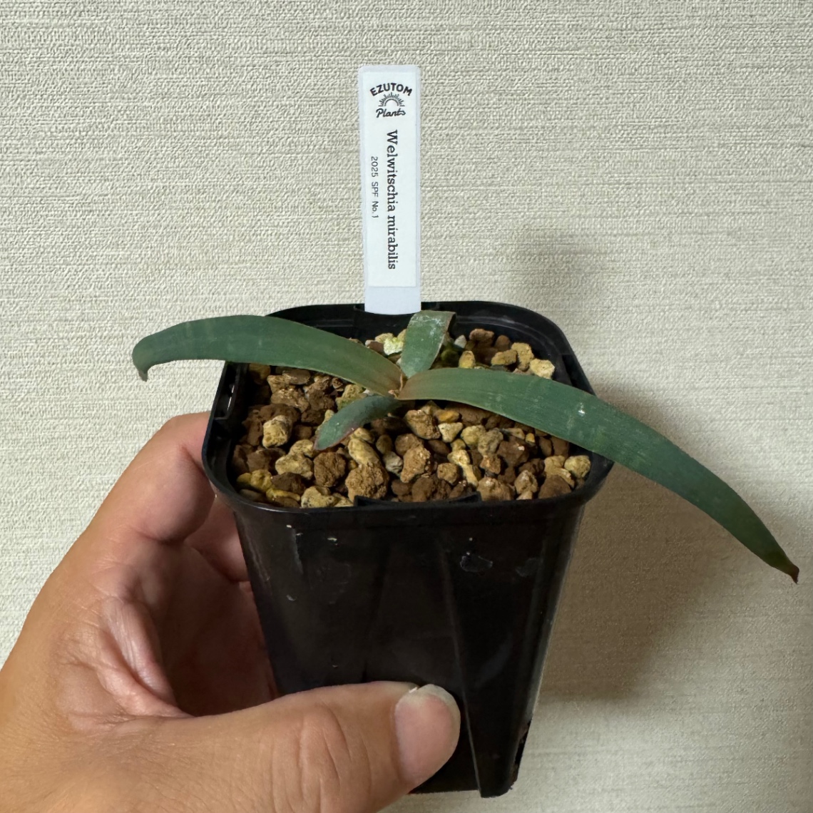 Welwitschia mirabilis　2025 SPF No.1 の画像