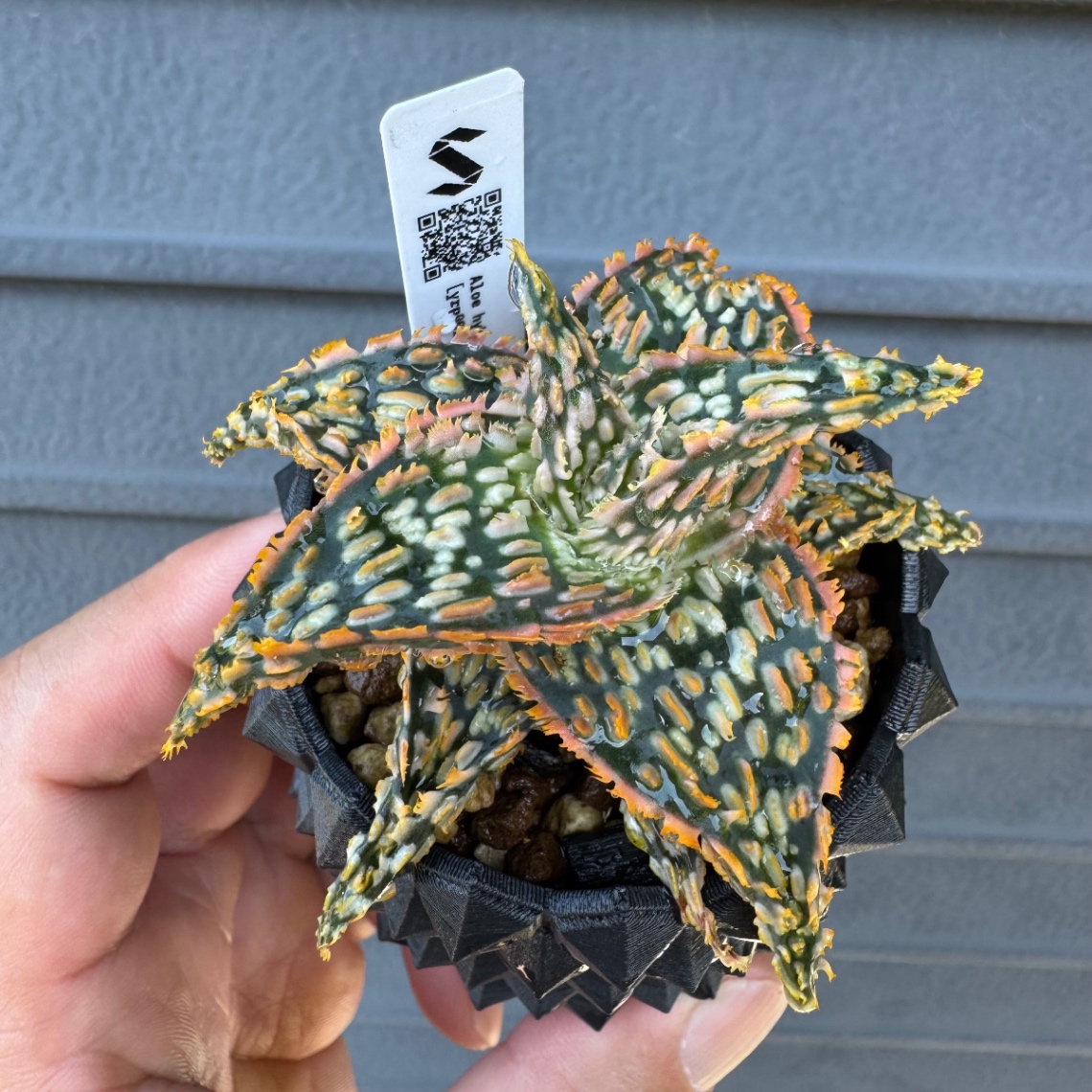 今日から家族！(ezutom管理スタート) の画像