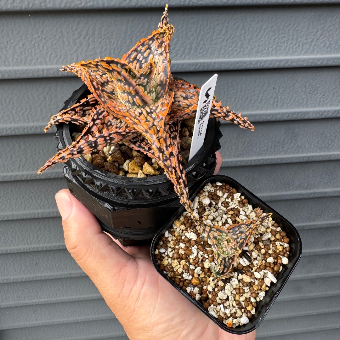 植え替え の画像