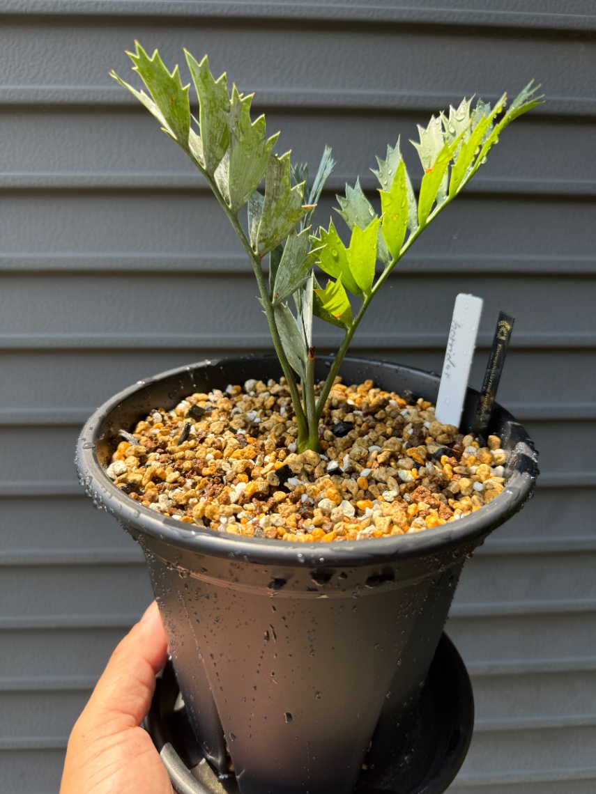 実生苗購入 の画像