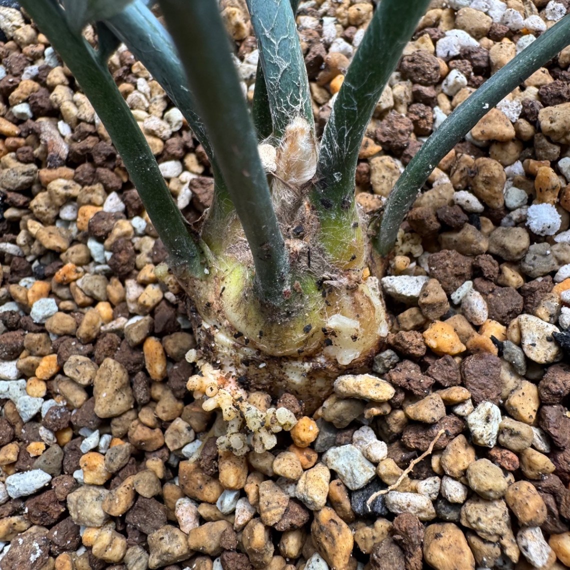 少し掘ってみたら の画像