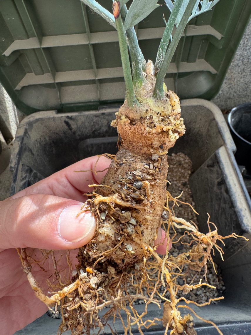 中が気になり、、 の画像