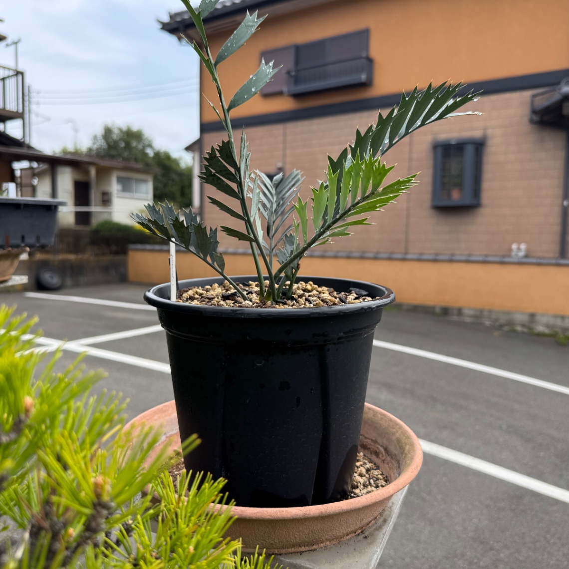 植え替え の画像