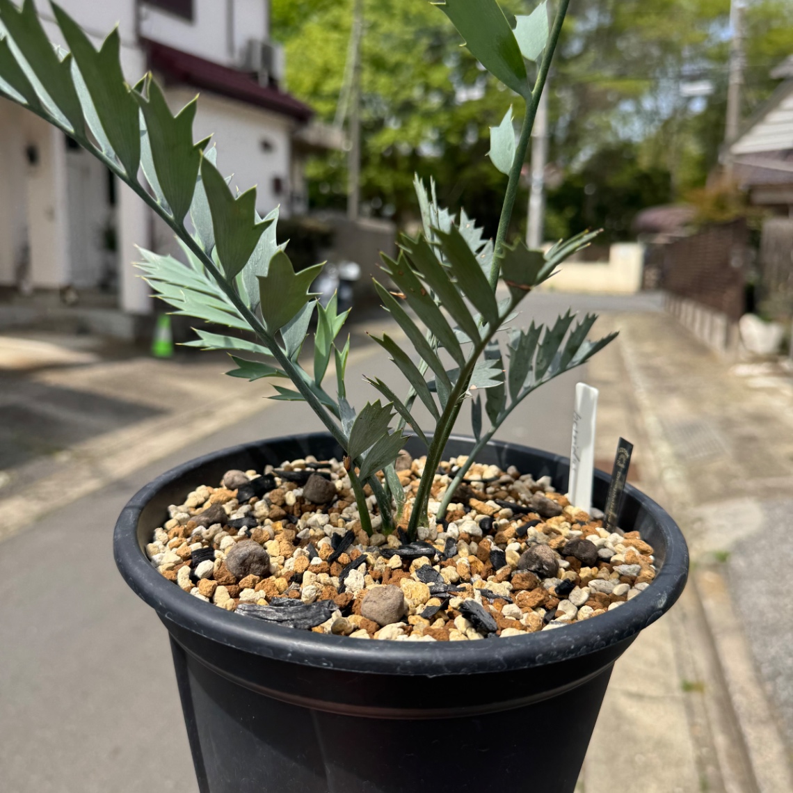 植え替え の画像