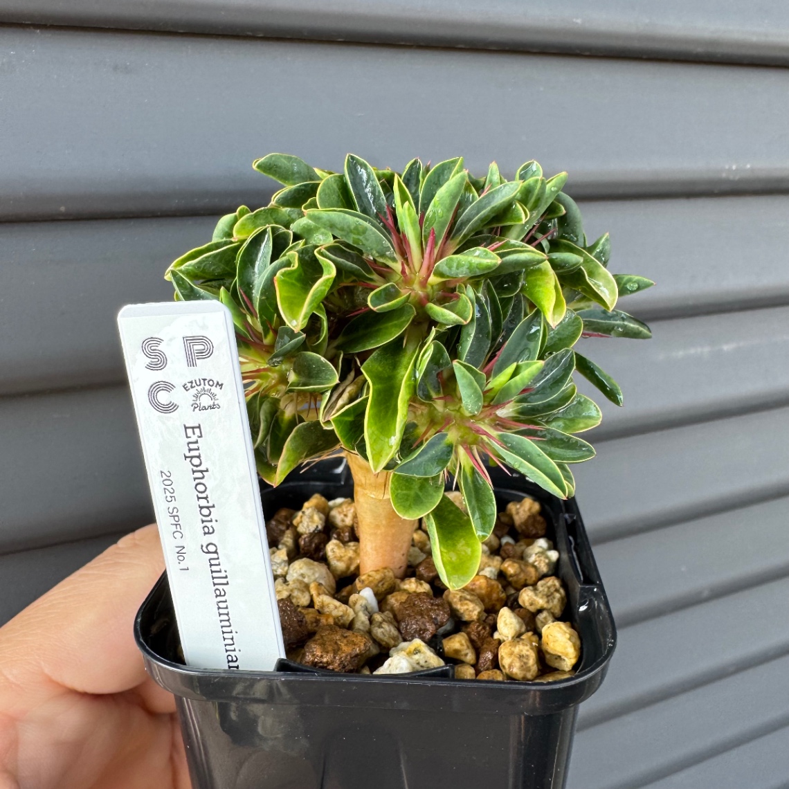 2025/11/23/ボタの市販売株 の画像